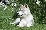 SIBERIAN HUSKY 370